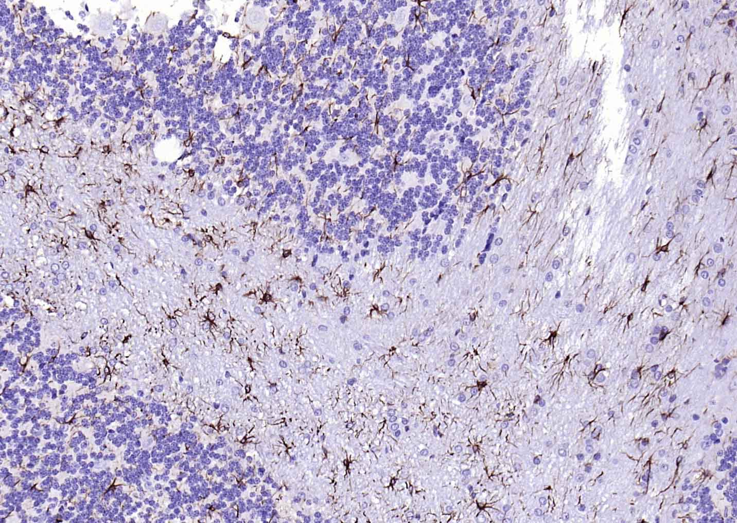 生物素标记的F(ab)2片段羊抗兔IgG H&L抗体